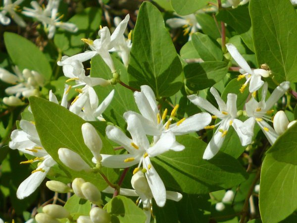 Жимолость съедобная цветет