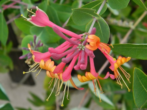 Жимолость Брауна fuchsioides
