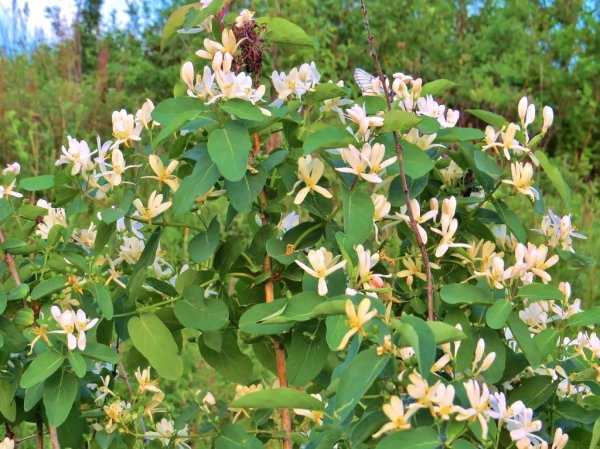 Жимолость Lonicera