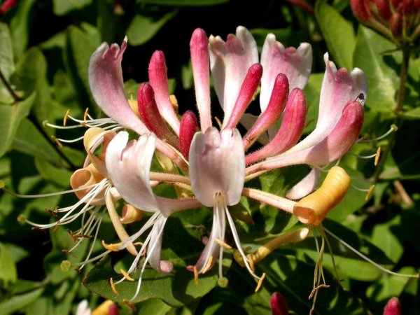 Жимолость каприфоль цветы