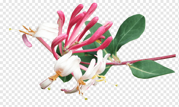 Жимолость цветы