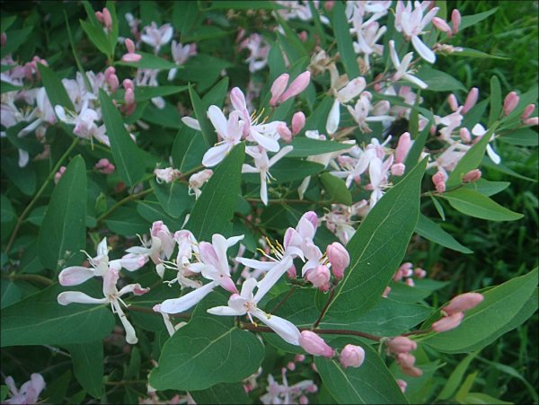 Жимолость съедобная цветет