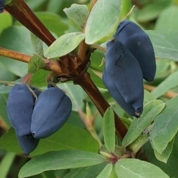 Жимолость съедобная жимолость съедобная