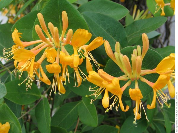 Жимолость каприфоль Тельмана