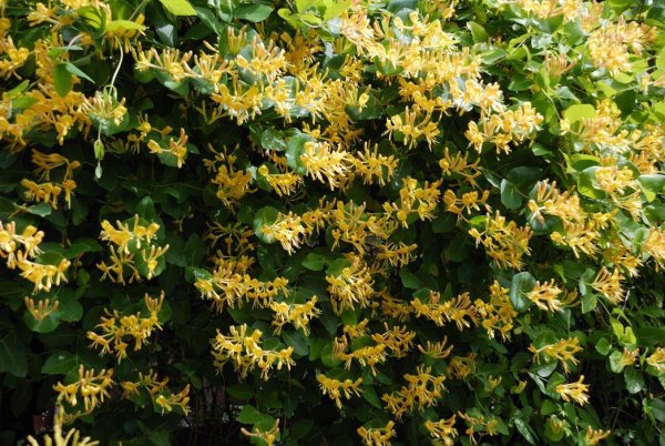 Жимолость вьющаяся каприфоль