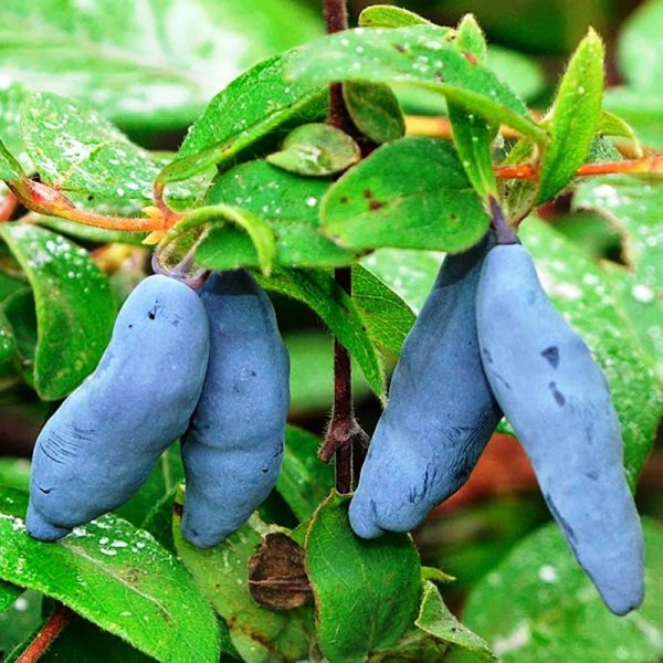 Жимолость Бакчарский великан