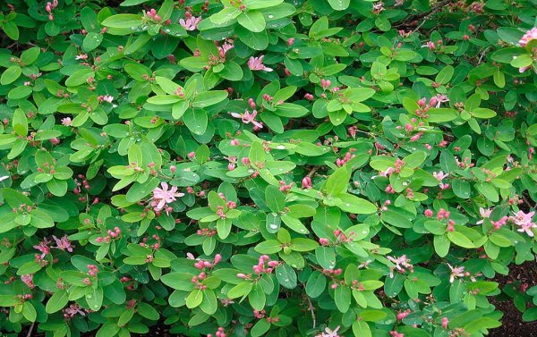 Жимолость куст