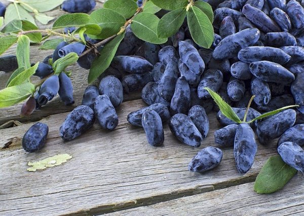 Жимолость Бакчарский великан