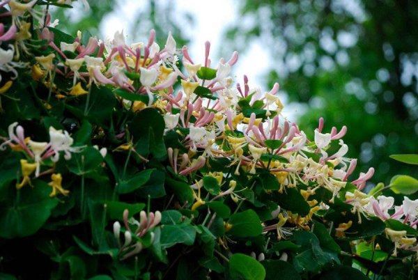 Жимолость каприфоль Лиана