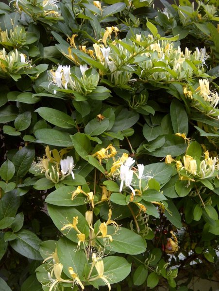 Lonicera japonica жимолость