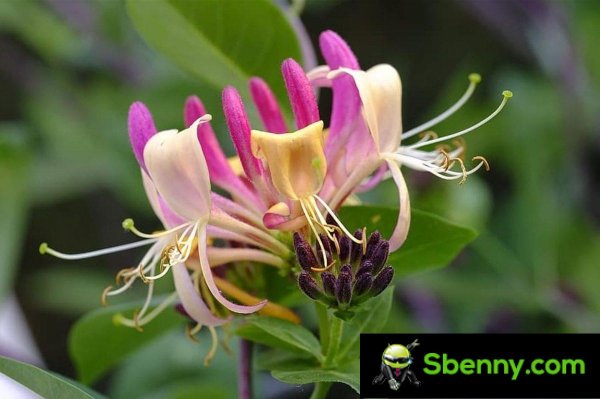 Honeysuckle Flower