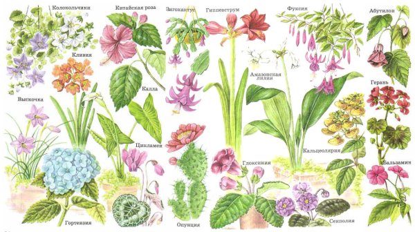 Атлас определитель от земли до неба