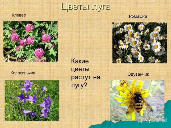 Растения которые растут на лугу