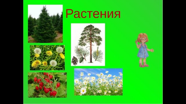Растительный мир для дошкольников