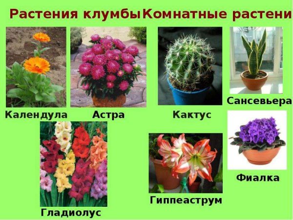 Комнатные растения сансевьера и гиппеаструм