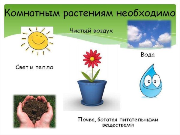 Комнатным растениям необходимо