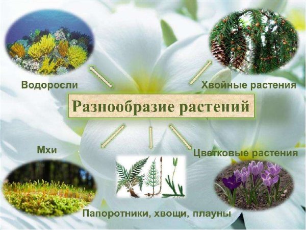 Разнообразие растений