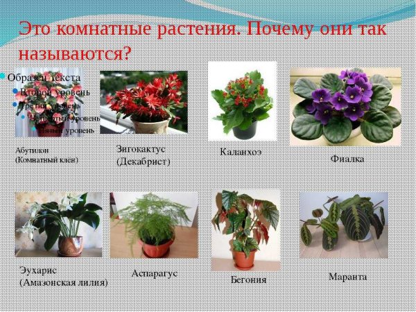 Комнатные растения и их названия
