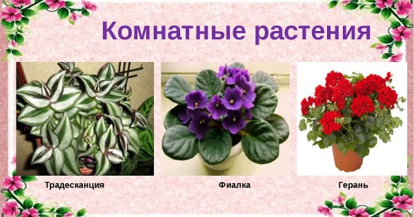 Комнатные цветы герань, бегония,