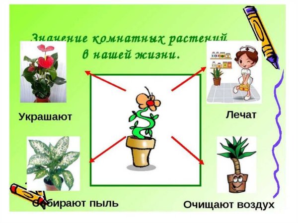 Комнатные растения для дошкольников