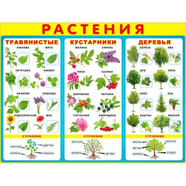 Растения. Плакат