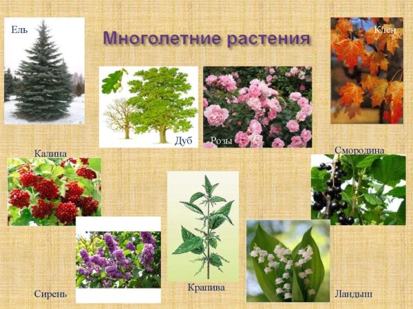 Многолетник оастения поимеры