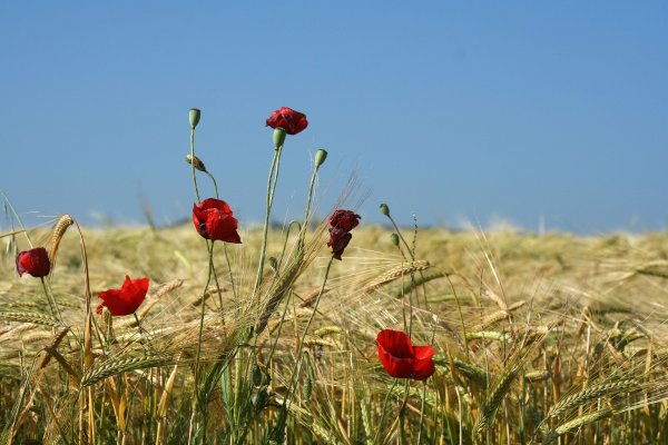 Флора Хоринские степи Мак