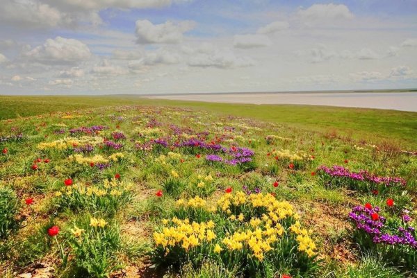 Хомутовская степь растения