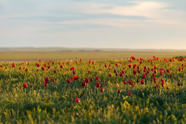 Донгузская степь тюльпаны