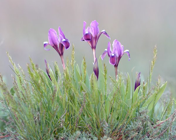 Ирис карликовый Степной