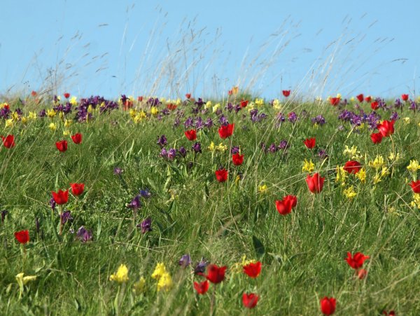 Заповедник Ростовский тюльпановые поля