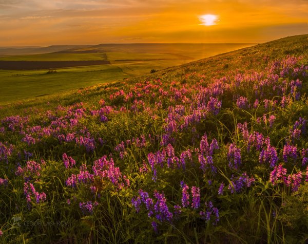 Федор Лашков природа Ставропольского края