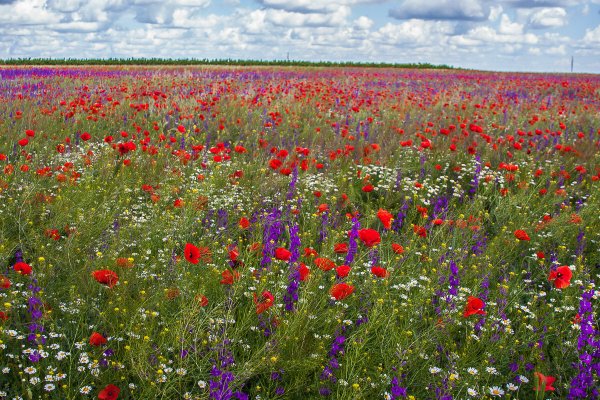 Разнотравье степей России