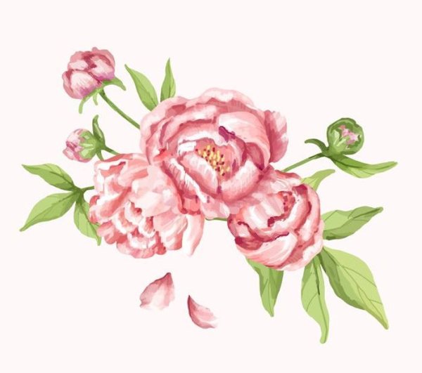Пионы акварель вектор
