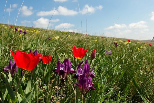 Тюльпан Шренка Поляна