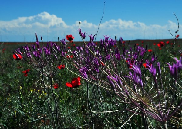 Степная растительность