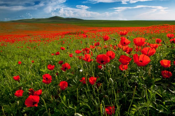 Маковые степи Казахстана