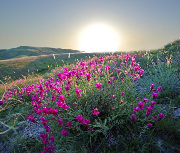 Степные цветы Крыма