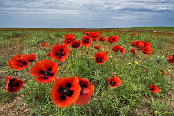 Степные маки Астрахань