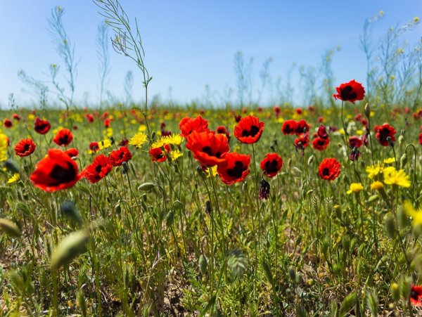Мак цветет в степях Астрахань