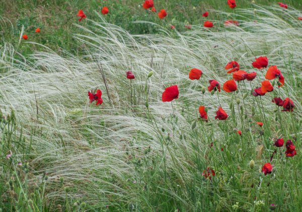 Степь ковыль и маки