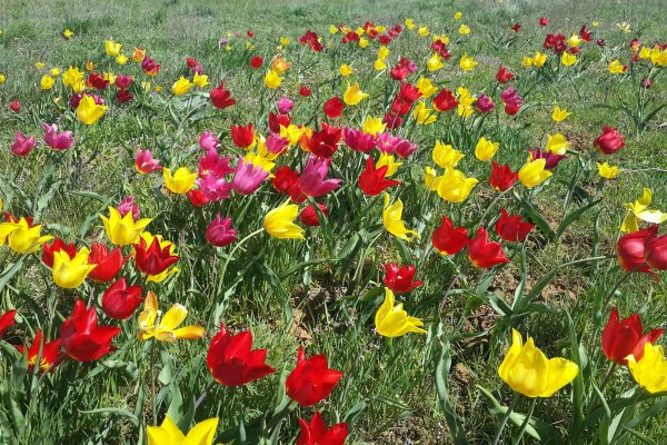 Долина тюльпанов Калмыкия