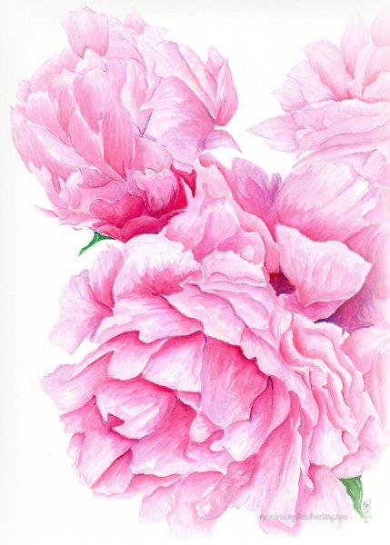 Пионы акварель