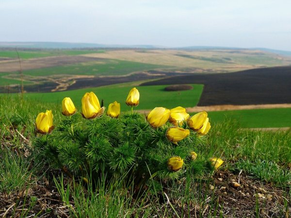 Адонис весенний Ставропольский край