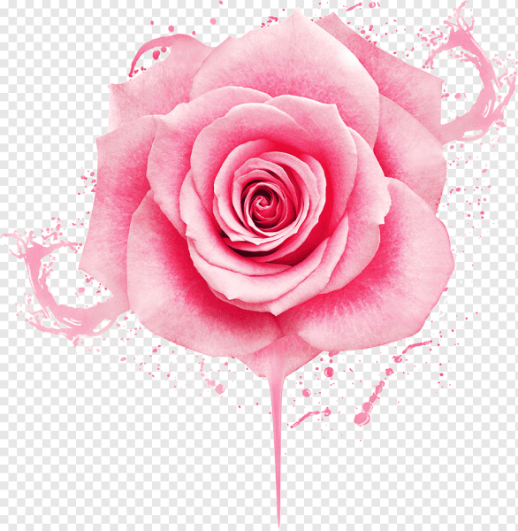 Розовые розы арт