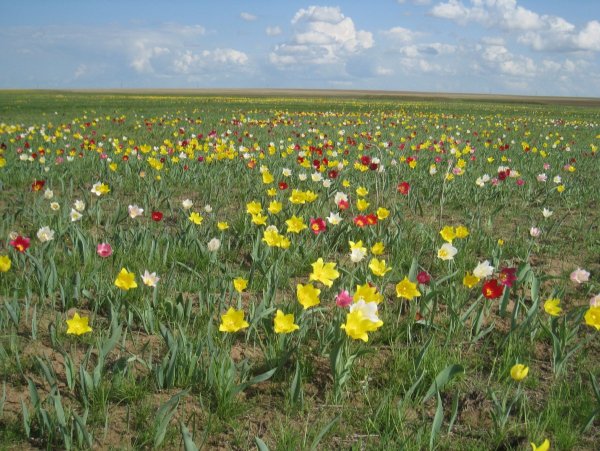 Тюльпанная степь Саратовской области