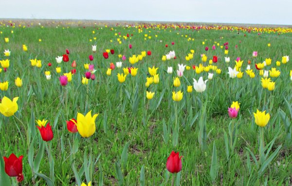 Тюльпан Шренка Поляна