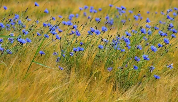 «Поле Васильков»