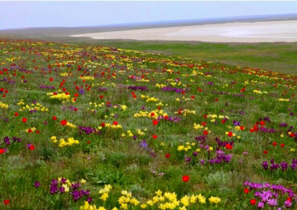 Ростовский заповедник Маныч растения