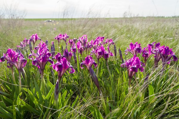 Касатик безлистный